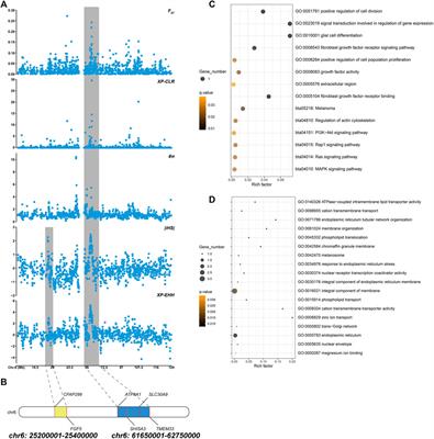 Resequencing and Signatures of Selective Scans Point to Candidate Genetic Variants for Hair Length Traits in Long-Haired and Normal-Haired Tianzhu White Yak